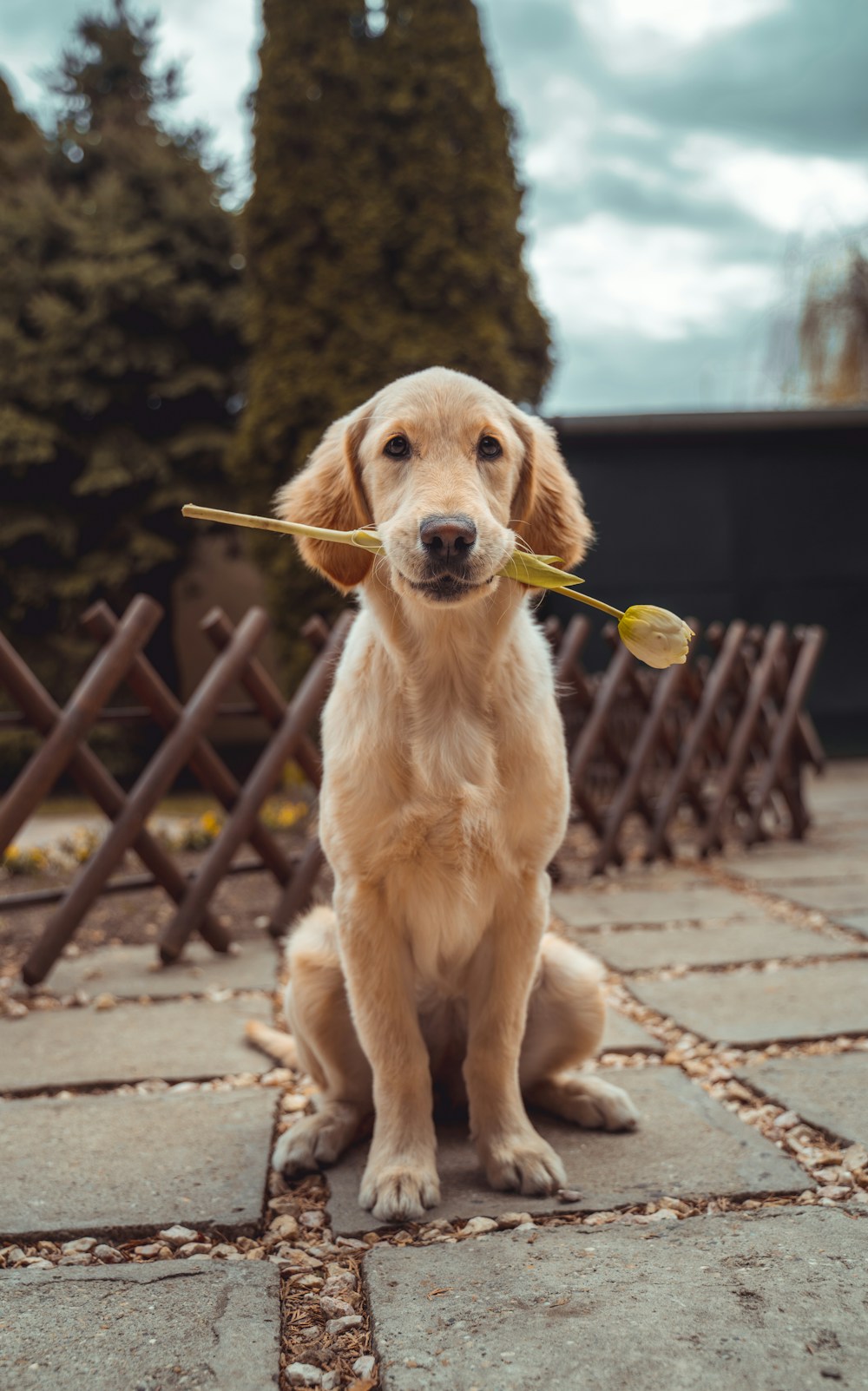 A golden retriever outdoors